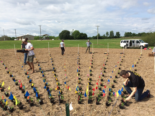 Planting a Nelder fan experimental design